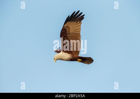 Brahminy kite Haliastur indus, adult, in flight against blue sky, Arambol, Goa, India, January Stock Photo