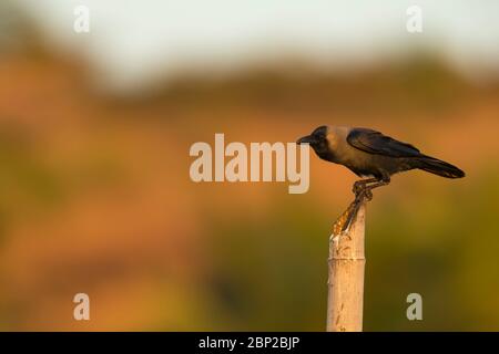 House crow Corvus spendens, perched on post, Arambol, Goa, India, January Stock Photo