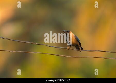 House crow Corvus spendens, perched on wire, Arambol, Goa, India, January Stock Photo