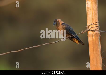 House crow Corvus spendens, perched on wire, Arambol, Goa, India, January Stock Photo