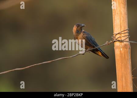 House crow Corvus spendens, perched on wire, Arambol, Goa, India, January Stock Photo