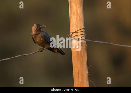 House crow Corvus spendens, perched on wire, Arambol, Goa, India, January Stock Photo