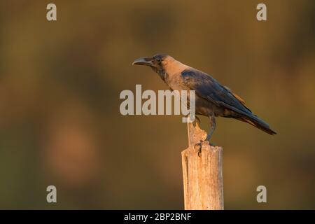House crow Corvus spendens, perched on post, Arambol, Goa, India, January Stock Photo