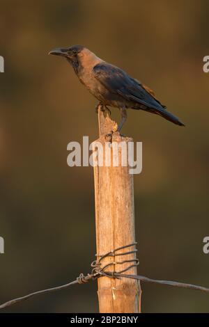 House crow Corvus spendens, perched on post, Arambol, Goa, India, January Stock Photo