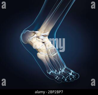 3D illustration showing of a ankle joint with bones, ligaments and articular capsule Stock Photo