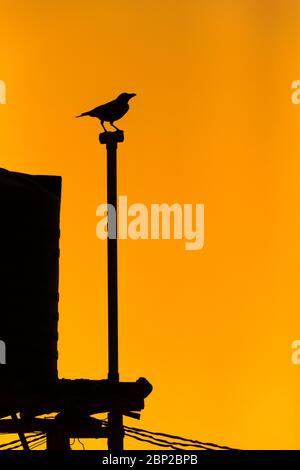 House crow Corvus spendens, perched on building, Arambol, Goa, India, January Stock Photo