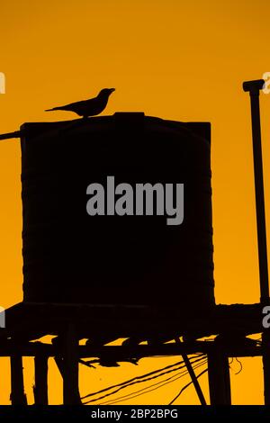 House crow Corvus spendens, drinking at sunset in silhouette, Arambol, Goa, India, January Stock Photo