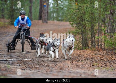 husky pulling cart