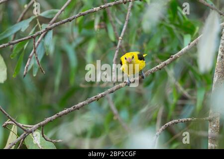 Indian golden oriole Oriolus kundoo, adult male, perched in tree, Nature's Nest, Goa, India, January Stock Photo