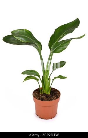 zimmerpflanze ohne blüten Ficus – Pflegeleichte Zimmerpflanze online kaufen – MO BLUMEN main image 0