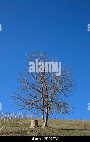 A tree and a water well under a blue sky near Cassinasco, Langhe, Piedmont Stock Photo