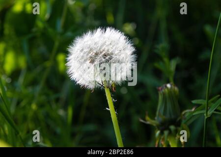 Dandelion in a garden Stock Photo