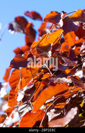 The purple beech (copper beech) with newly emerged leaves in spring Stock Photo