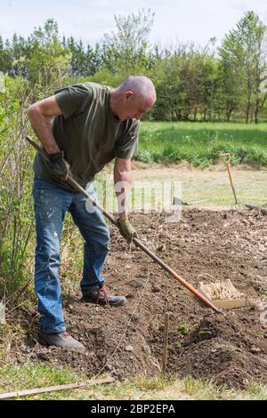 Man transplanting potato plants, France. Stock Photo