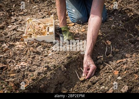 Man transplanting potato plants, France. Stock Photo
