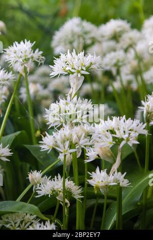 Wild Garlic, Ramson, in flower. Stock Photo
