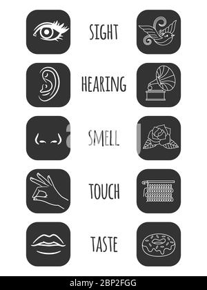 Five senses illustrations. Donut and loud music, bright bird, fragrant rose and soft wool outline icons, vector illustration Stock Vector