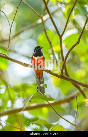 Malabar trogon Harpactes fasciatus, adult male, perched in tree canopy, Bondla Wildlife Sanctuary, Goa, India, January Stock Photo