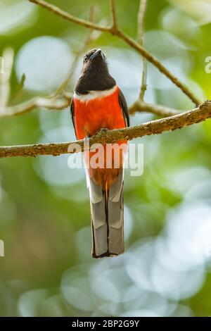 Malabar trogon Harpactes fasciatus, adult male, perched in tree canopy, Bondla Wildlife Sanctuary, Goa, India, January Stock Photo