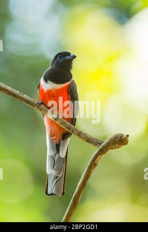 Malabar trogon Harpactes fasciatus, adult male, perched in tree canopy, Bondla Wildlife Sanctuary, Goa, India, January Stock Photo