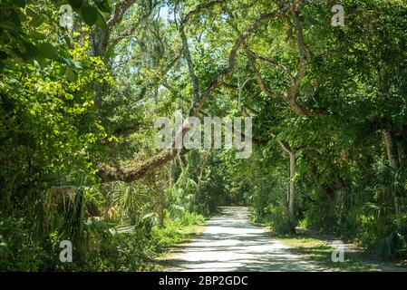 Lush foliage along Sailfish Drive, the Ponce Inlet Scenic Route, in Ponce Inlet, Florida, just south of Daytona Beach Shores. (USA) Stock Photo