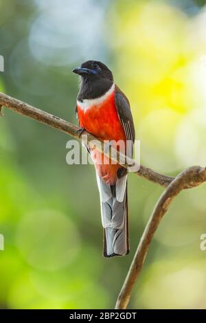 Malabar trogon Harpactes fasciatus, adult male, perched in tree canopy, Bondla Wildlife Sanctuary, Goa, India, January Stock Photo