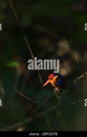Oriental dwarf kingfisher Ceyx erithaca, adult, perched in forest understorey, Bondla Wildlife Sanctuary, Goa, India, January Stock Photo