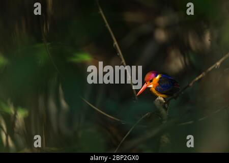 Oriental dwarf kingfisher Ceyx erithaca, adult, perched in forest understorey, Bondla Wildlife Sanctuary, Goa, India, January Stock Photo