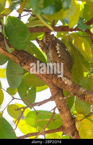 Oriental scops owl Otus sunia, adult, roosting in tree canopy, Bondla Wildlife Sanctuary, Goa, India, January Stock Photo