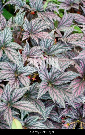 Begonia 'Garden Angel Silver' Stock Photo