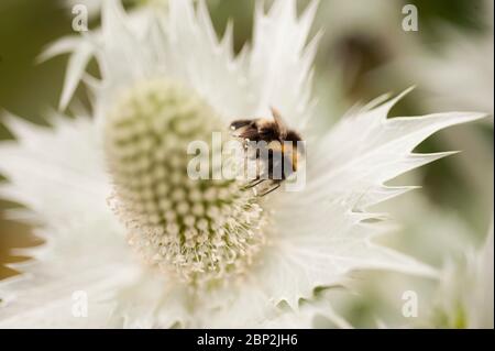 Eryngium variifolium, Sea Holly, Bumble Bee Stock Photo