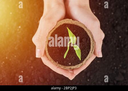 Hands hold pot with young plant against soil background, top view Stock Photo