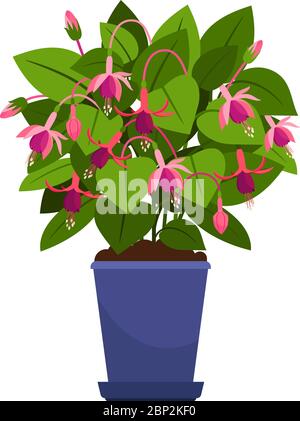 Fuchsia house plant in flower pot vector illustration on white background Stock Vector