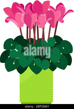 Cyclamen house plant in flower pot vector illustration on white background Stock Vector