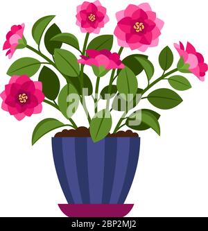 Camellia house plant in flower pot, vector icon on white background Stock Vector