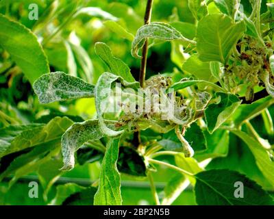 powdery mildew ,Podoshpaera leucotricha on an apple tree Stock Photo ...