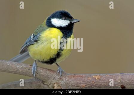 Kohlmeise auf Zweig, (Parus major) Stock Photo