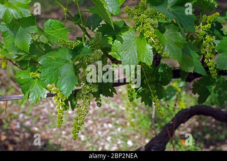 Vineyard in spring in Sardinia, Italy Stock Photo