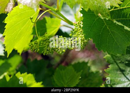 Vineyard in spring in Sardinia, Italy Stock Photo
