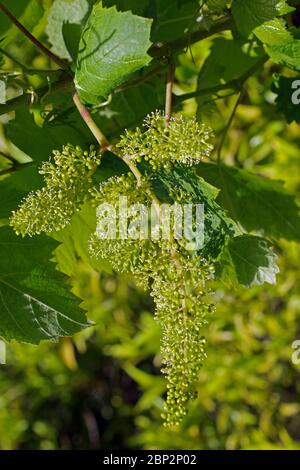 Vineyard in spring in Sardinia, Italy Stock Photo