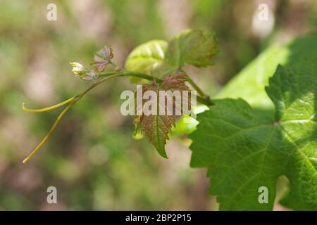 Vineyard in spring in Sardinia, Italy Stock Photo