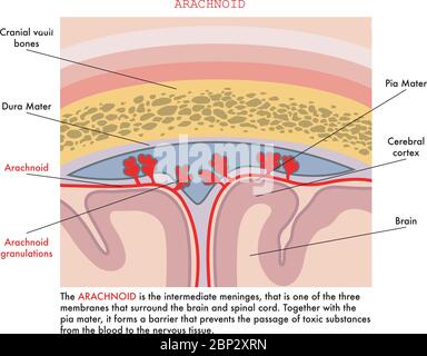 Medical illustration of arachnoid with annotations explaining its function in the human body. Stock Vector