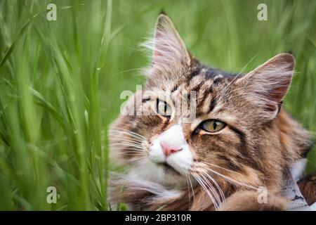 close-up of a beautiful norwegian forest cat in the tall grass Stock Photo