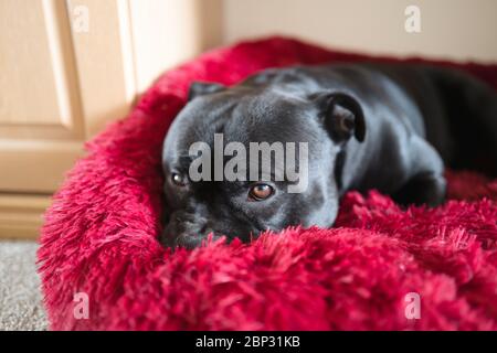 Portrait of a Staffordshire Bull Terrier dog resting in a fluffy dog bed. Stock Photo