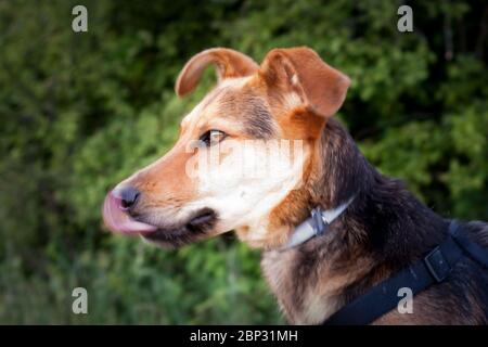 closeup of the profile of a beautiful dog licking its nose with its tongue hanging out. the tongue is moving Stock Photo