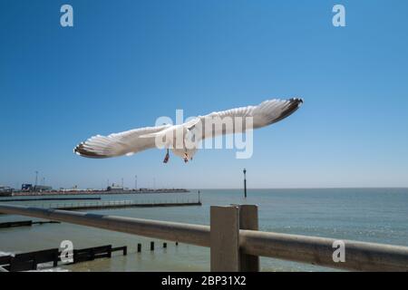 Seagull flying after take off from  railings. Ramsgate harbour can be seen in the background. The sky is blue. Stock Photo