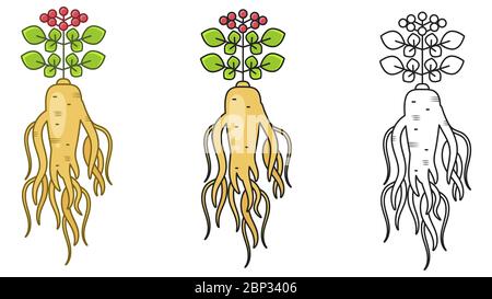 Ginseng. Vector Illustration Eps10. Ginseng Root And Leaf On White Background Stock Vector