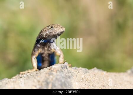 Blue belly lizard in the desert posing on a rock with green background Stock Photo