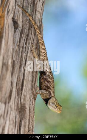 Blue belly lizard in the desert posing on fence post hanging head down with tree background Stock Photo