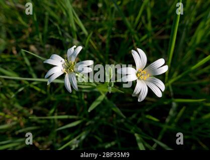 Two white flowers of Mouse-ear chickweed, also known as Common mouse-ear or Starweed between grass Stock Photo